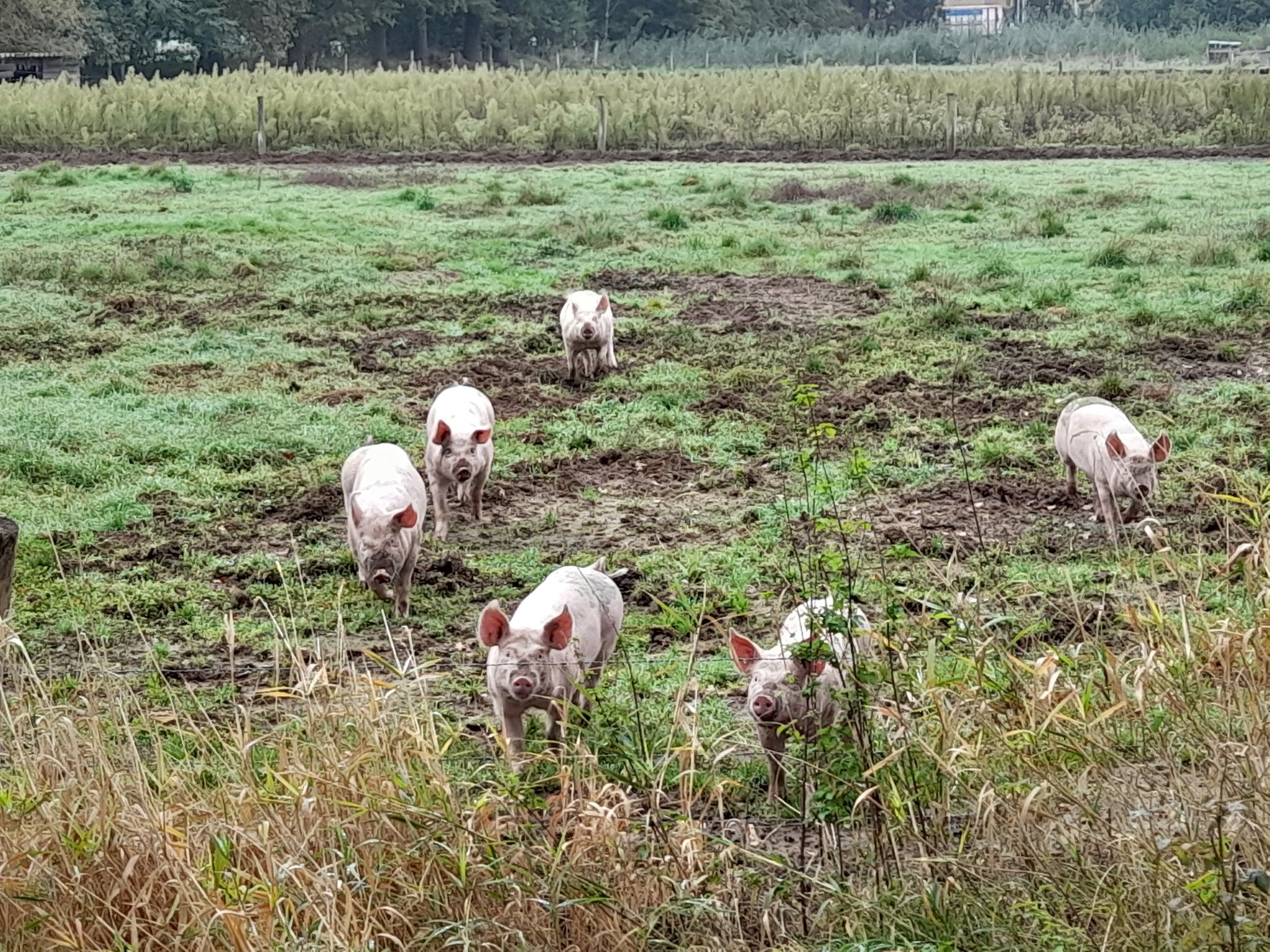 Boerderijwinkel Lensink Aalten - Varkensvlees van Scharrelvarkens